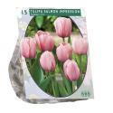 Baltus Tulipa Salmon Impression Darwin tulpen bloembollen per 15 stuks